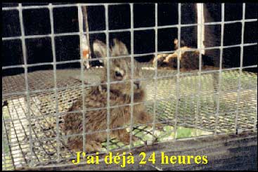 Agressif les premières 24 heures
